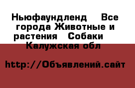 Ньюфаундленд  - Все города Животные и растения » Собаки   . Калужская обл.